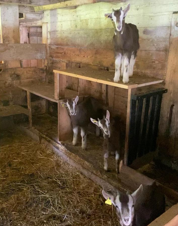 Schlafen Im Fass - Schlaffass - Abenteuer - Romantik - Haslifass Innertkirchen Extérieur photo